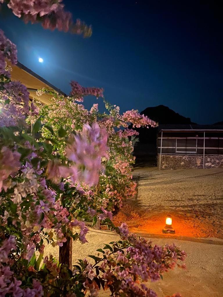 فندق Moon Night Camp وادي رم المظهر الخارجي الصورة
